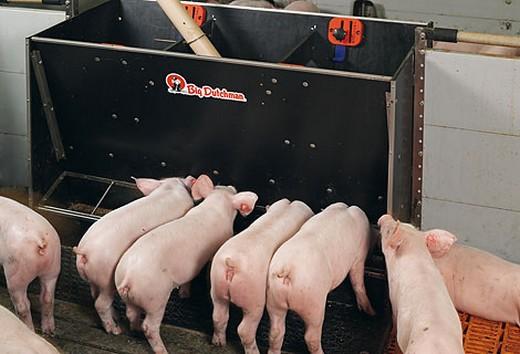Alimentación seca y alimentación líquida en la cria de porcinos - Image 2