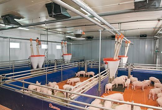 Alimentación seca y alimentación líquida en la cria de porcinos - Image 4