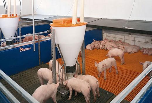 Alimentación seca y alimentación líquida en la cria de porcinos - Image 1
