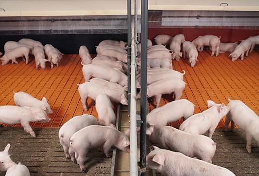 Alimentación seca y alimentación líquida en la cria de porcinos - Image 3