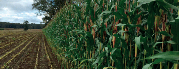 SUPLEMENTARIOS - Maíz (Zea mays L.) - Image 3