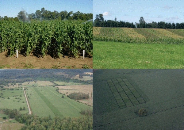 Evaluación de híbridos de maíz en la localidad de Futrono.