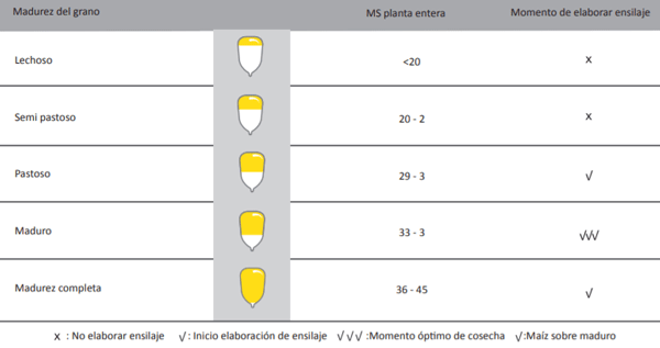 Estado de madurez del grano, porcentaje de materia seca y momento óptimo para la cosecha del maíz para ensilaje.
