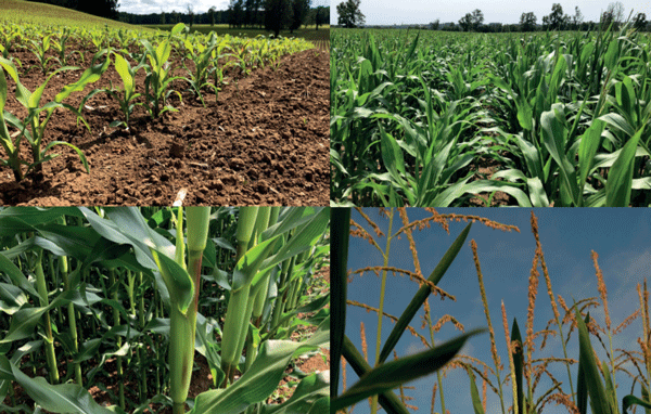 SUPLEMENTARIOS - Maíz (Zea mays L.) - Image 1