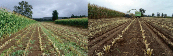 Residuo post cosecha de maíz para ensilaje.