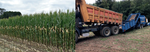 SUPLEMENTARIOS - Maíz (Zea mays L.) - Image 2