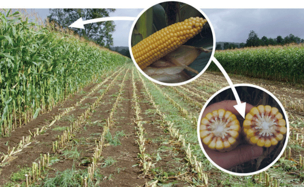 El momento óptimo de cosecha del maíz, es cuando el grano se encuentra 3/4 parte duro, con un porcentaje de materia seca de la planta entera de 33 a 35%.
