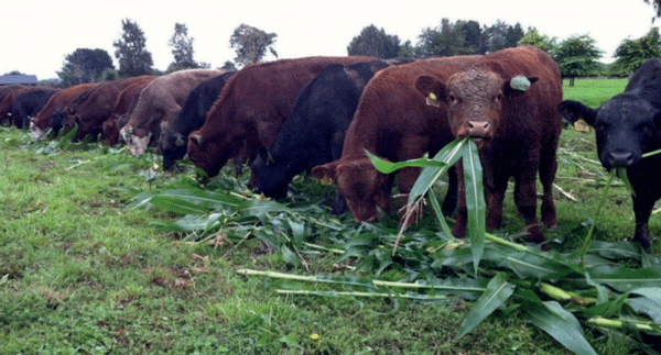 Soiling de maíz otorgado a los animales como planta entera.