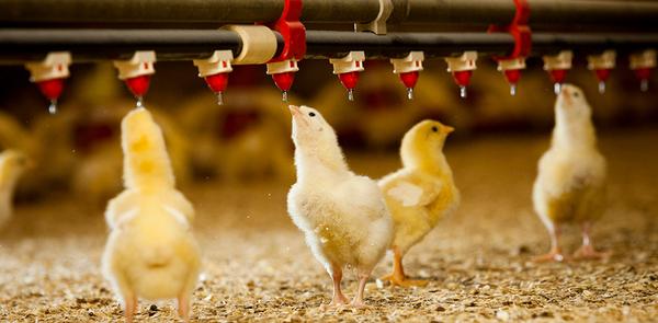 Disponibilidad de nutrientes de la dieta en pollos - Image 1