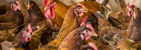 7 Recomendaciones de bioseguridad en las granjas avícolas - Image 1