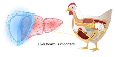 7 problemas en pollos de engorde causados por hígado no saludable - Image 1