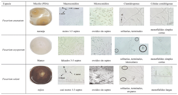 Tabla 3. Caracterización morfológica de las 3 especies de Fusarium reportadas como patogénicas en piña recolectadas en diferentes localidades de Costa Rica entre 2015-2019.