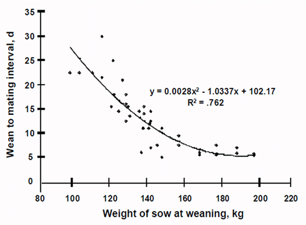 Gráfico 4: Relación de peso de la primeriza a la primera cubrición e IDC de segundo ciclo
