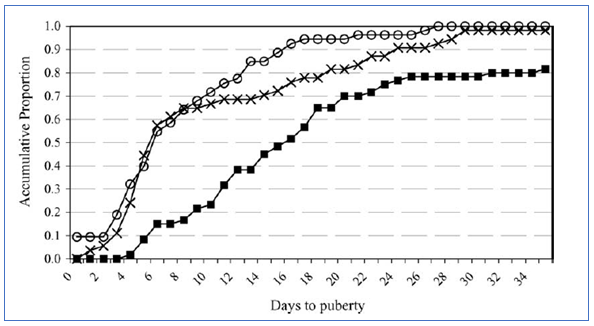 Gráfica 1. Proporción acumulada de cerdas que alcanzan la pubertad con la exposición al verraco a los 161, 182 o 203 días de edad. (Wettere et al. 2006)