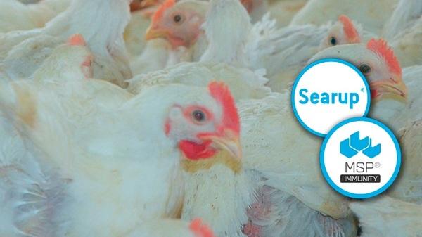 Searup®, basado en extractos de macroalgas (MSP® Immunity) activa las celulas inmunitarias de los pollos de engorde (heterofilos y monocitos), mejorando su resistencia a los desafios - Image 2
