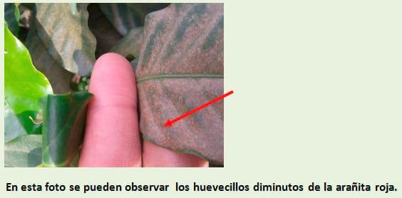 Broca del café (Hypothenemus hampei. ferrari) y Araña Roja (Olygonichus yothersi) - Image 5