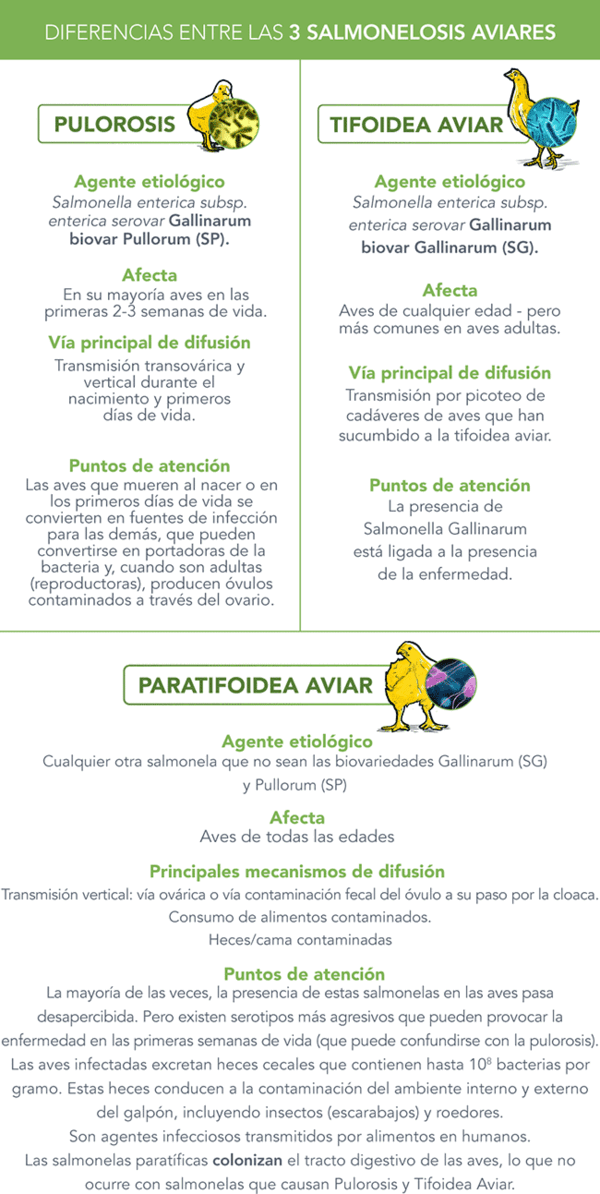 Salmonelosis aviar: estas son tres condiciones distintas con diferentes agentes etiológicos, así como la relación huésped-parásito - Image 2