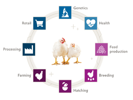Figura 2. Principales participantes claves en el ecosistema de la producción avícola