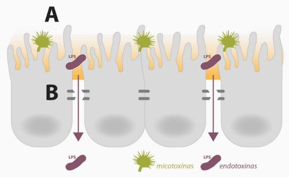 El efecto sinérgico de las micotoxinas y endotoxinas - Image 1