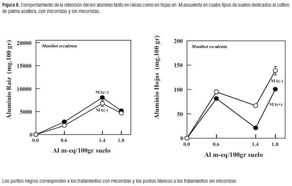 Simbiosis Micorrizica Arbuscular y Acumulación de Aluminio en Brachiaria decumbens y Manihot esculenta - Image 9