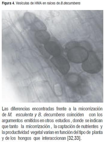 Simbiosis Micorrizica Arbuscular y Acumulación de Aluminio en Brachiaria decumbens y Manihot esculenta - Image 6