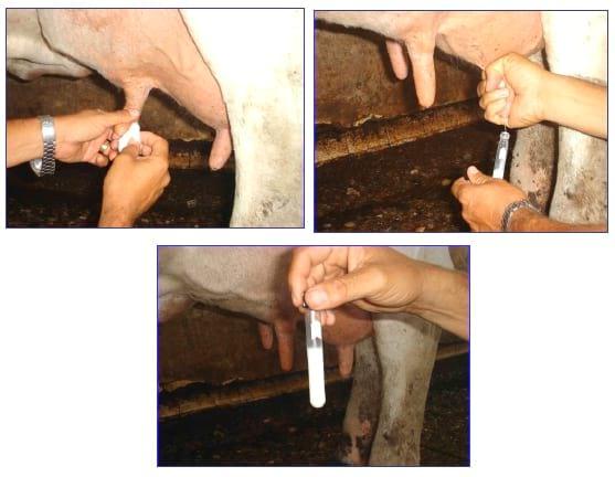 Manual Lechero como producir más y mejor leche con menos costos - Image 16