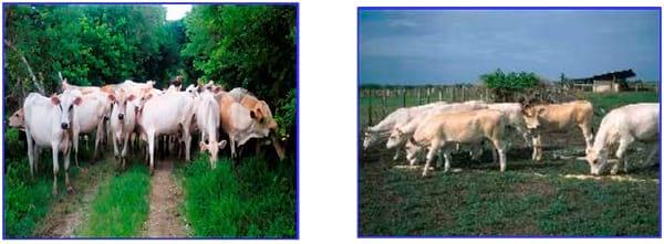 Manual Lechero como producir más y mejor leche con menos costos - Image 18