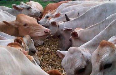 Manual Lechero como producir más y mejor leche con menos costos - Image 9