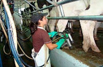 Manual Lechero como producir más y mejor leche con menos costos - Image 7