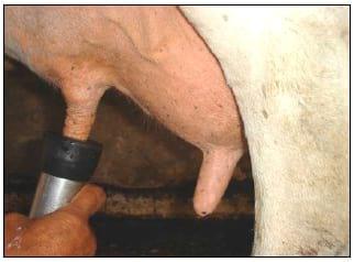 Manual Lechero como producir más y mejor leche con menos costos - Image 6