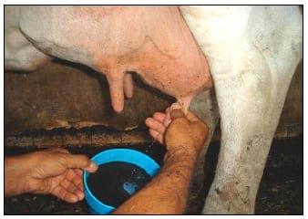 Manual Lechero como producir más y mejor leche con menos costos - Image 5