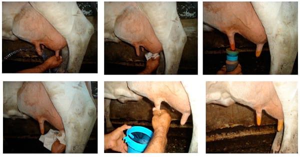 Manual Lechero como producir más y mejor leche con menos costos - Image 1
