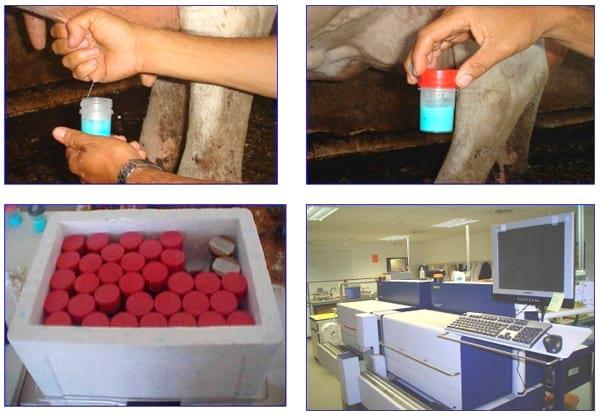 Manual Lechero como producir más y mejor leche con menos costos - Image 21
