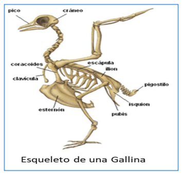 esqueleto gallina