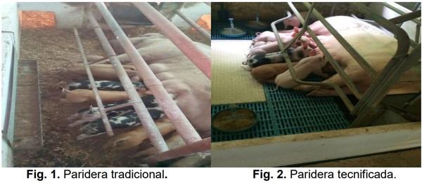 Evaluación del aumento de peso en lechones durante la lactancia en parideras tecnificadas y tradicionales - Image 1