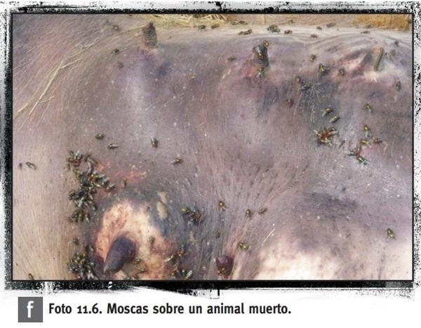 Control de plagas vectoras en granjas porcinas - Image 8