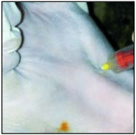Figura 1. Toma de sangre in vivo de la vena cava craneal.