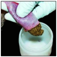 Figura 10. Las muestras de heces se pueden tomar in vivo directamente del recto, con la mano utilizando un guante desechable, o del colón o el recto durante la necropsia.