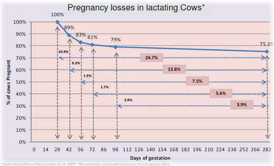 Pregnancy losses in lactating cows