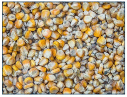 Figura 8. Granos de maíz contaminados con mohos.