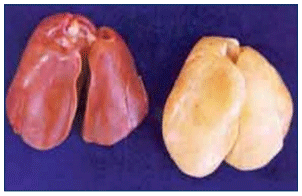 Figura 1. Hígado graso (derecha) relacionado con la aflatoxina B1.