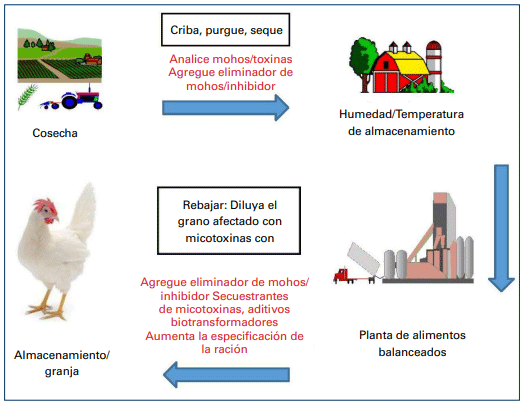 Figura 7. Diagrama esquemático que muestra los pasos para reducir el riesgo de exposición a micotoxinas, desde la cosecha hasta el despacho de la materias primas a la granja.