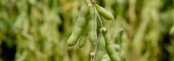 GMO – OGM, Parte 2: Algunos conceptos y definiciones importantes - Image 1