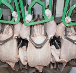 Proceso de eviscerado de aves: principales precauciones para asegurar la calidad y reducir las pérdidas en la industria avícola - Image 1