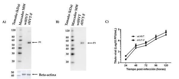 Un Herpesvirus de Pavo Recombinante que Expresa la Proteína F del Genotipo XII del Virus de la Enfermedad de Newcastle Generado por los Sistemas NHEJ-CRISPR/Cas9 y Cre-LoxP Confiere Protección contra un Desafío del Genotipo XII en Pollos - Image 6