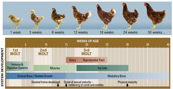 ¿Qué papel juegan los ácidos biliares en las diferentes etapas de las gallinas ponedoras? - Image 1