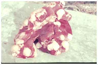 Foto 1: Quistes hidáticos alojados en el hígado de un ovino