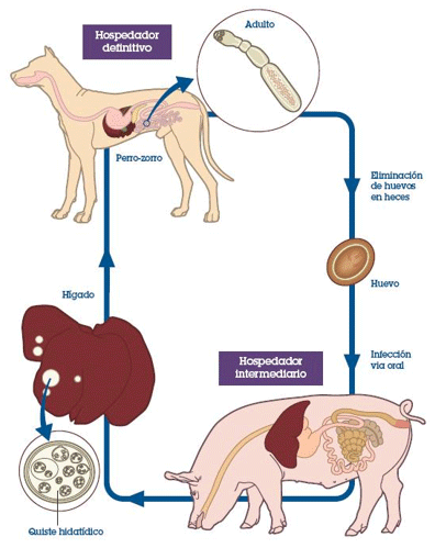 Fig 1: Esquema del ciclo biológico del E. granulosus. Fuente: http://www.ciap.org.ar