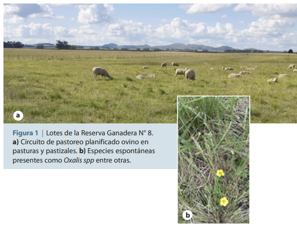 Figura 1 | Lotes de la Reserva Ganadera N° 8. a) Circuito de pastoreo planificado ovino en pasturas y pastizales. b) Especies espontáneas presentes como Oxalis spp entre otras.