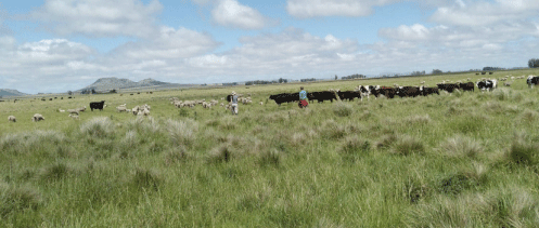 Figura 2 | Monitoreo del crecimiento forrajero en lotes de la Reserva Ganadera N° 8 – EEA INTA Balcarce en un lote donde pastorean vacas y ovejas